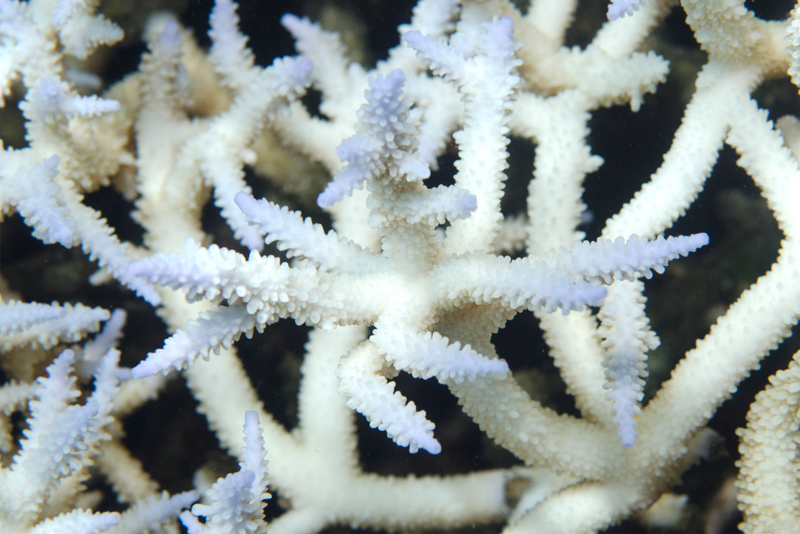 Illustration for article titled This is What a Mass Die-off of Earth's Coral Reefs Looks Like